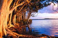 LS104 Sunset, Paperbark Trees, Myall Lakes National Park NSW